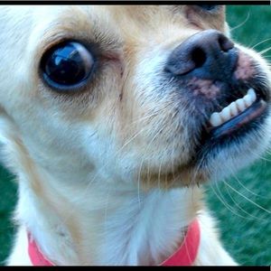 Meet your Posher, Shaakir